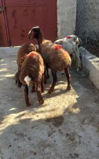 بره های نر پای پروار