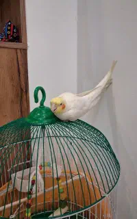 عروس هلندی رام