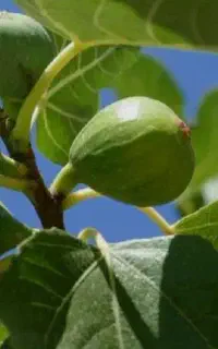 نهال انجیر سه فصل