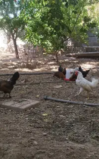 مرغ فریک خروس