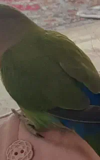 گمشده