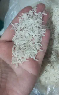 برنج فجر سوزنی