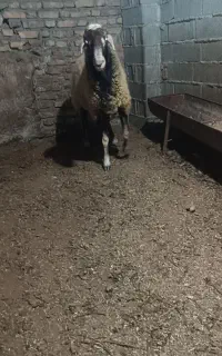 قوچ بروچردی