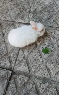 خرگوش سفید