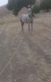 مادیان