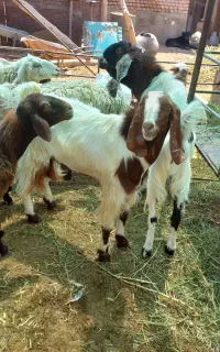 نربز پاکستانی