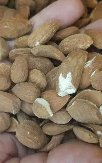 مغز بادام و آلوچه کشکه قمصر