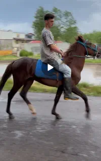 اسب اصیل نر 4ساله