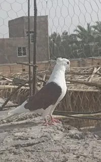 تعدادی کفتر فروشی