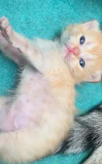 گربه