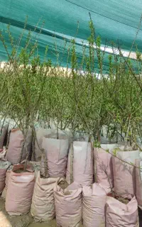 نهالستان انواع نهال بادام گلدانی اقتصادی و پربار