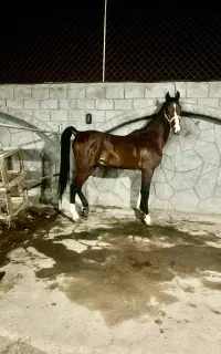 اسب ۴ ساله دره شور کاربلد
