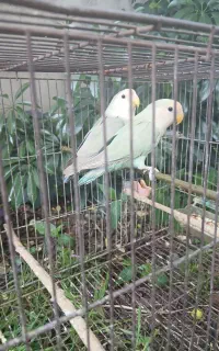 طوطی برزیلی