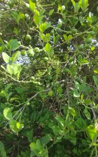 اجاره باغ لیمو برنطین