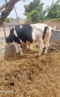 تلیسه ابستن سر سینه