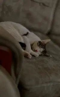 واگذاری گربه