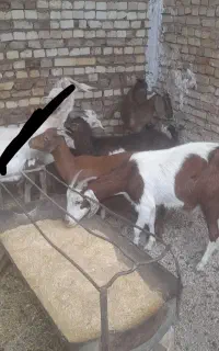 ۶تا بزوکره