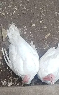 بوقلمون ارگانیک