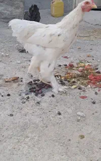 خروس،تاقچه برهما درجه یک