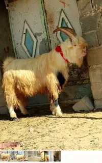 چپش ترکی  درجه یک