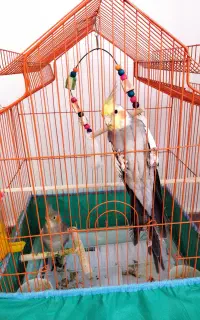 عروس هلندی نروماده