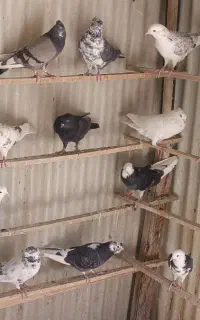کفتر