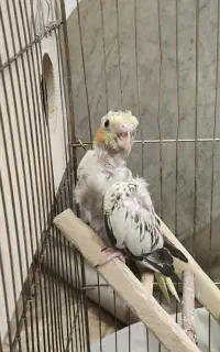 جوجه عروس هلندی