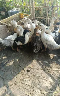 اوردک