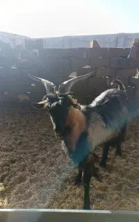 نر بز