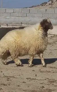 فروش  گوسفند   زنده   شبانه روزی  رباط کریم   پرند