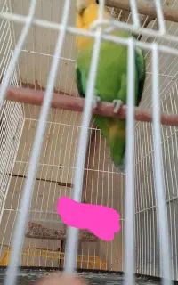 طوطی برزیلی نر گم شده