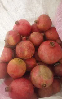 انار سیرچ