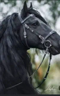 کارگر باشگاه سوارکاری