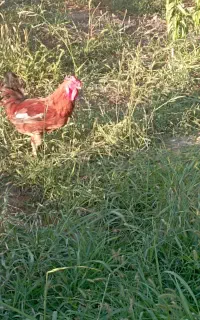 مرغ و خروس