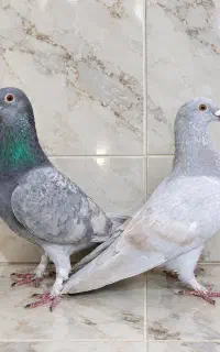 یک جفت الماسی درجه یک