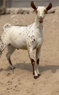 بز و اهویی
