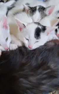 گربه ی مادر تاکسیدو با چهار تا بچه .