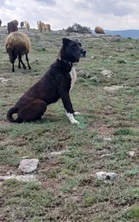 واگذاری سگ گله ونگهبان