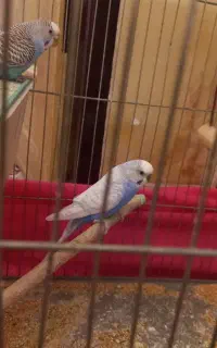 مرغ عشق