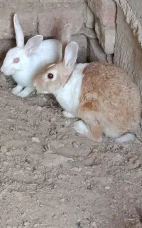 خرگوش