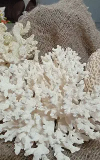 مرجان آکواریوم