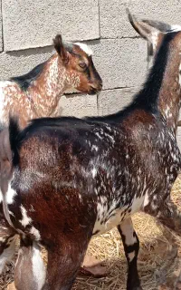 کهره نر پلم.بز  گوشتی داشتی نزار