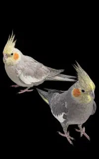 فروش عروس هلندی دستی