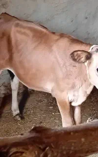 فروش گوساله نر