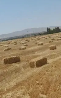 گلش کندم درجه یک