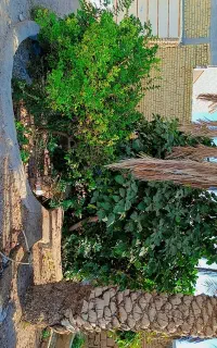 فروش چوب و مرکبات