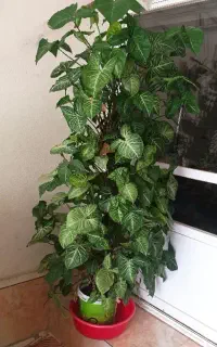 فروش گل  طبیعی سنگینیوم
