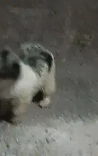 سگگ