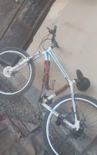 جوجه عروس هلندی ماده خریدارم