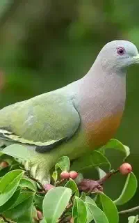 کبوتر گمشده